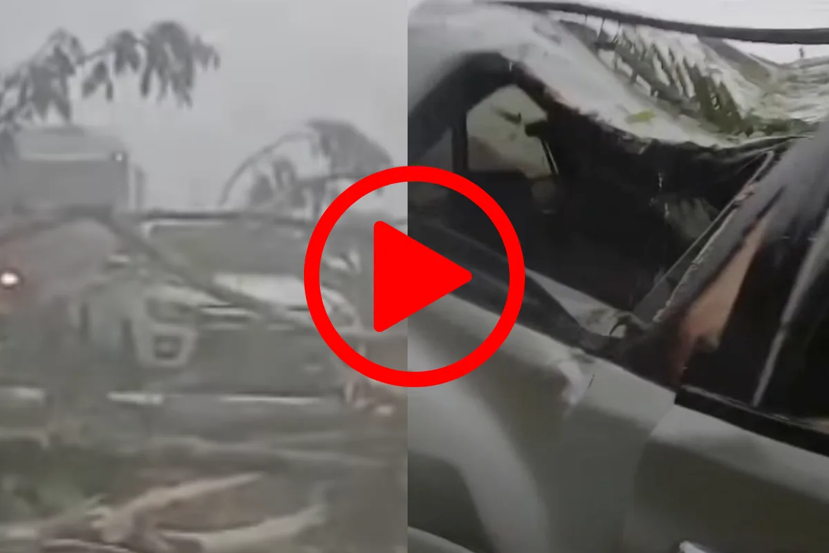 Vídeo mostra família em desespero após árvores caírem sobre veículos na BR-364