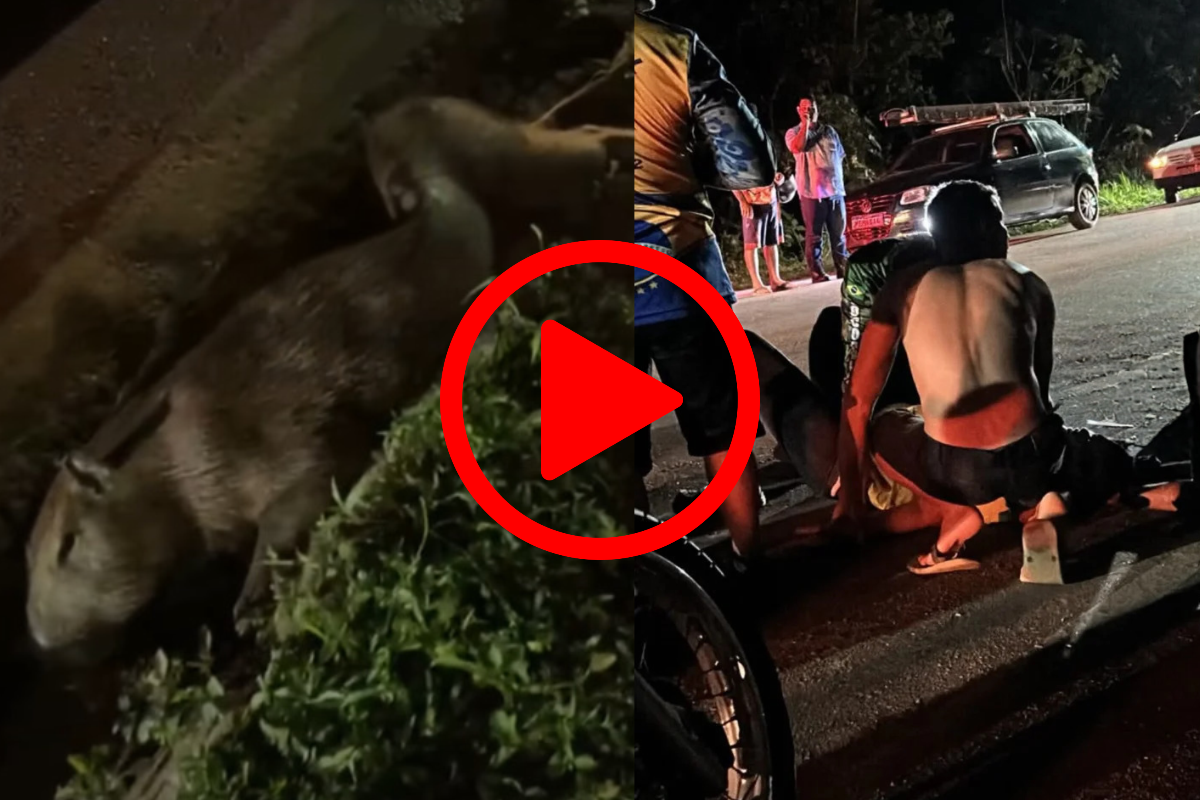 Motociclista fica gravemente ferida após atropelar capivara na Avenida Rogério Weber