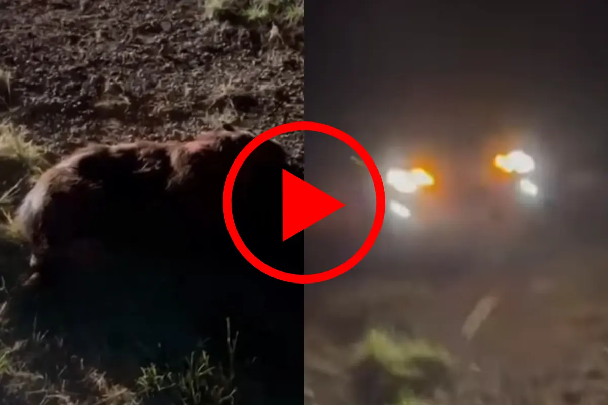 Carro com coordenadores de campanha atinge capivara e sofre acidente em Rondônia