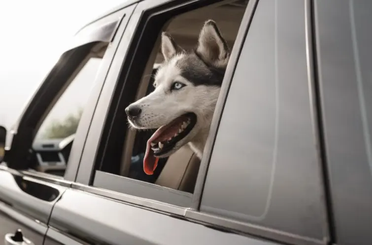 Levar pet no carro exige cuidados e pode gerar multa de quase R$ 200