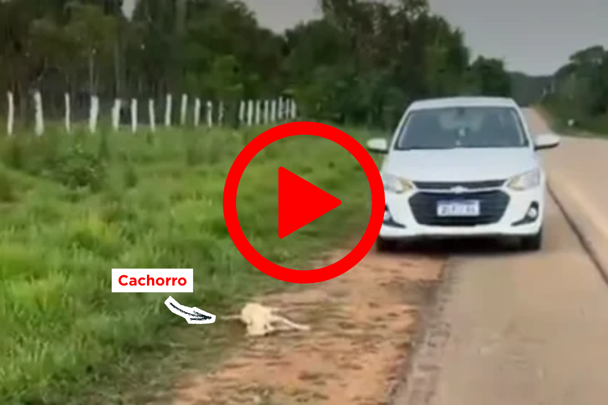 Motociclista fica gravemente ferido após atropelar cachorro na BR-319, em Porto Velho