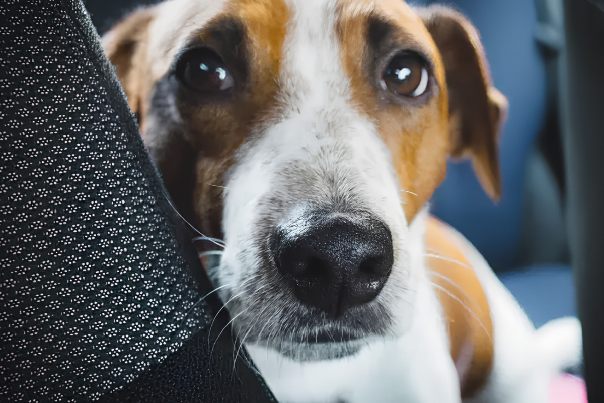 Cheiro de cachorro no carro? Veja como limpar bancos e carpetes sem danificar o interior